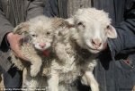 Скрещивание овцы и пса по-китайски