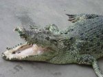 Крокодил Гена переварил проглоченный мобильный телефон