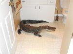 Аллигатор оказался в спальне жительницы Флориды