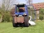 В Германии лебедь полюбил трактор