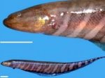 Учеными-ихтиологами открыт новый вид – рыба-нож