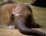 Пражский зоопарк начал продажу экскрементов слона