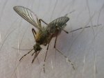 Латвийцы превзошли эстонцев в убийстве комаров