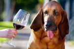 Винодельня использует собаку для контроля качества
