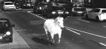 Сбежавшая лошадь попалась на камеру наблюдения