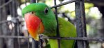 Похищенный попугай раскрыл местонахождение похитителя