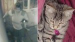 Жена парламентёра похитила кота любовницы мужа