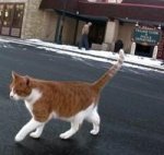 Кот становится мэром города