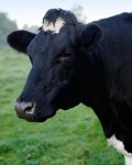 В Англии создали сайт знакомств для коров