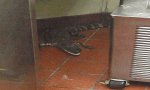 Мужчина кинул в окно ресторана крокодила